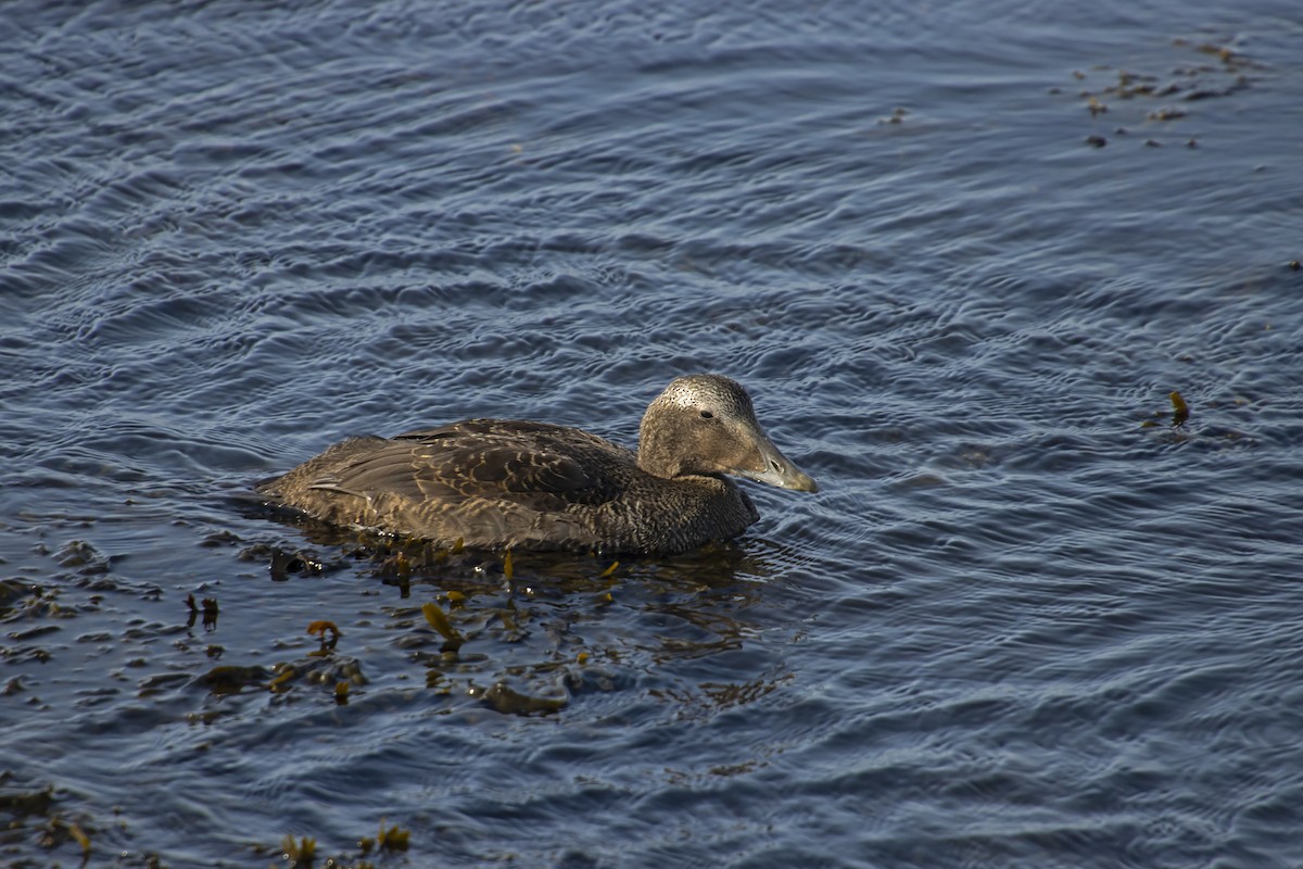 Common Eider - Antonio Rodriguez-Sinovas