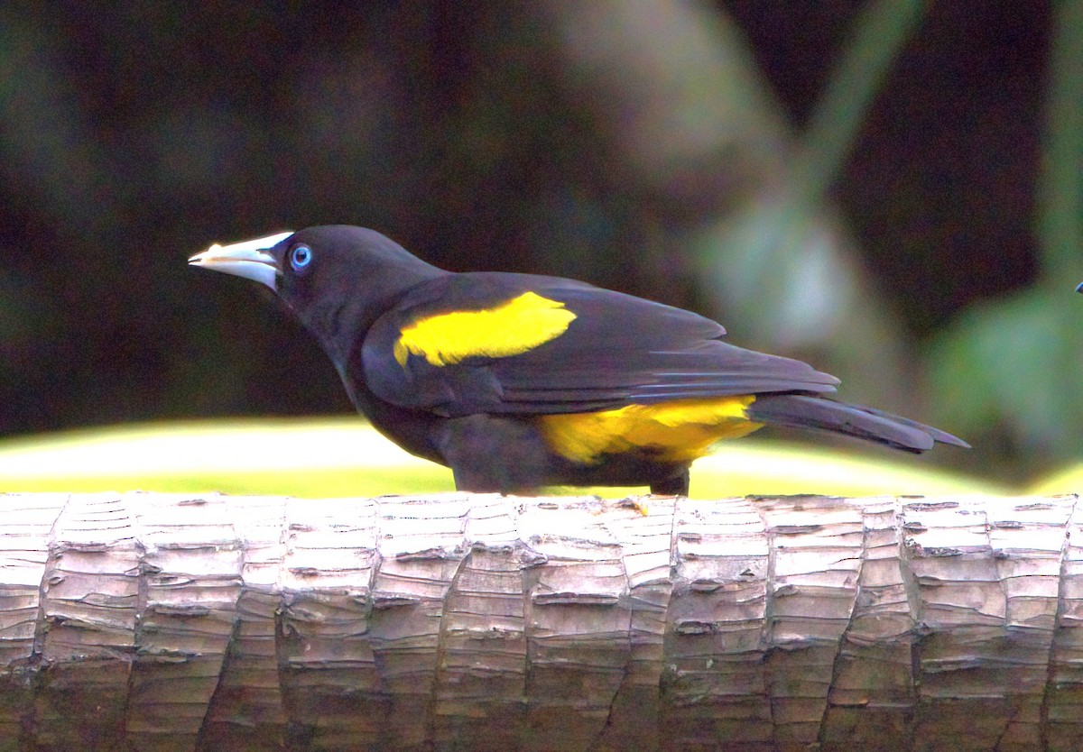 Yellow-rumped Cacique - ML614573916