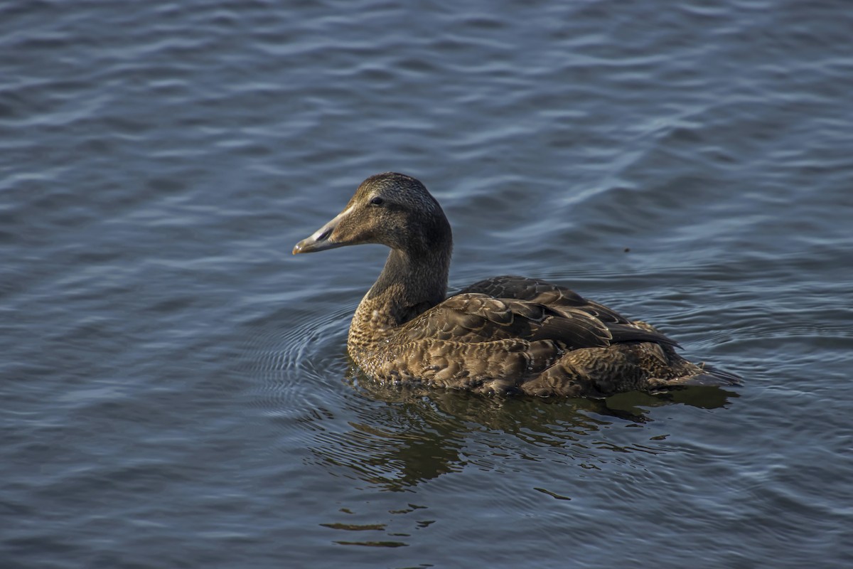 Common Eider - Antonio Rodriguez-Sinovas