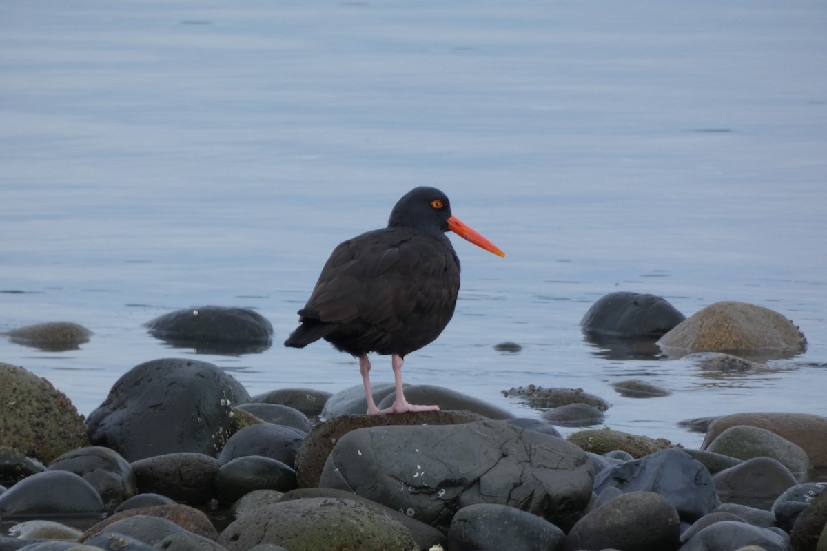 Black Oystercatcher - ML614573947