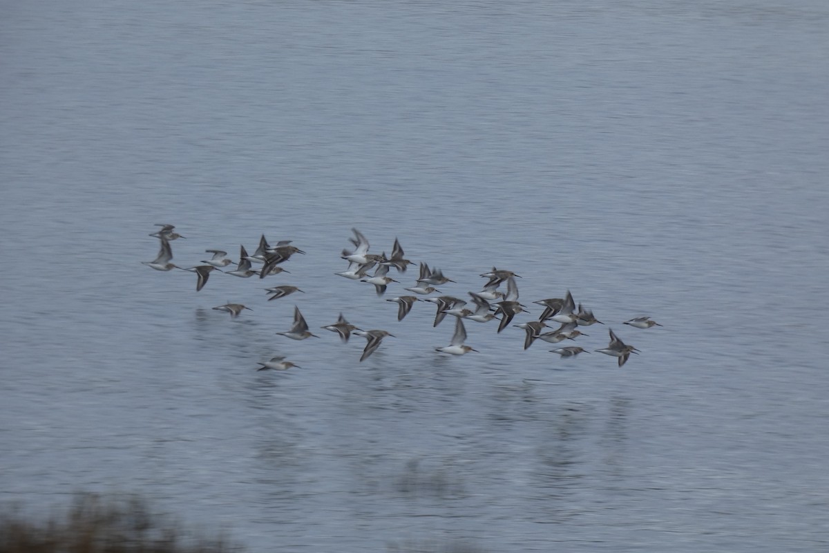 Dunlin - Andrew & Karen Westerhof