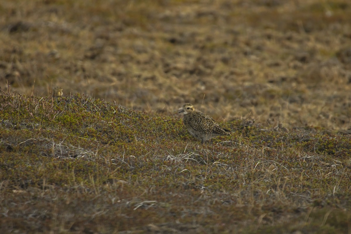 European Golden-Plover - Antonio Rodriguez-Sinovas