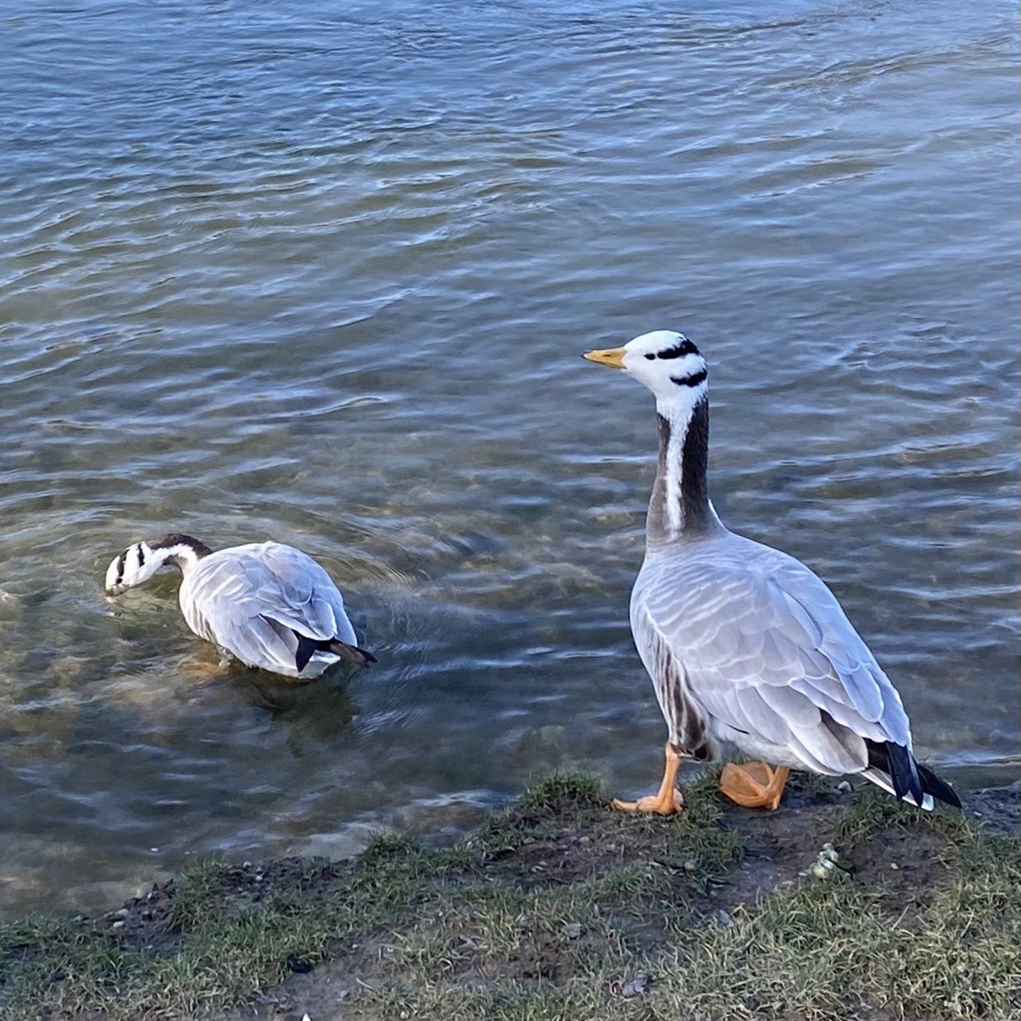 Bar-headed Goose - ML614574007