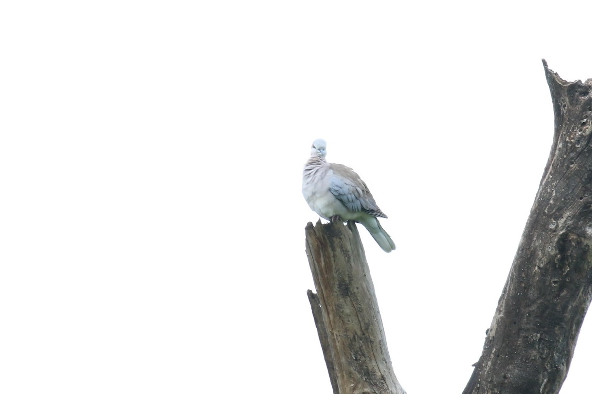 Ring-necked Dove - ML614574045