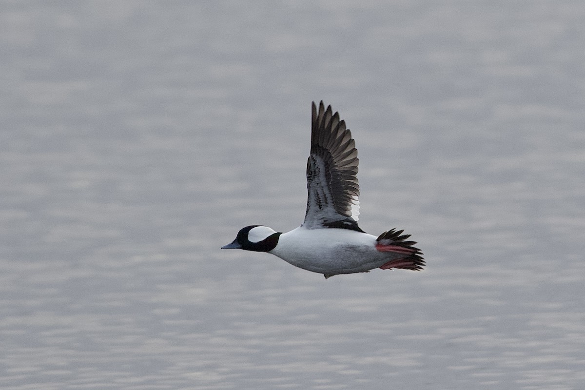 Bufflehead - ML614574066