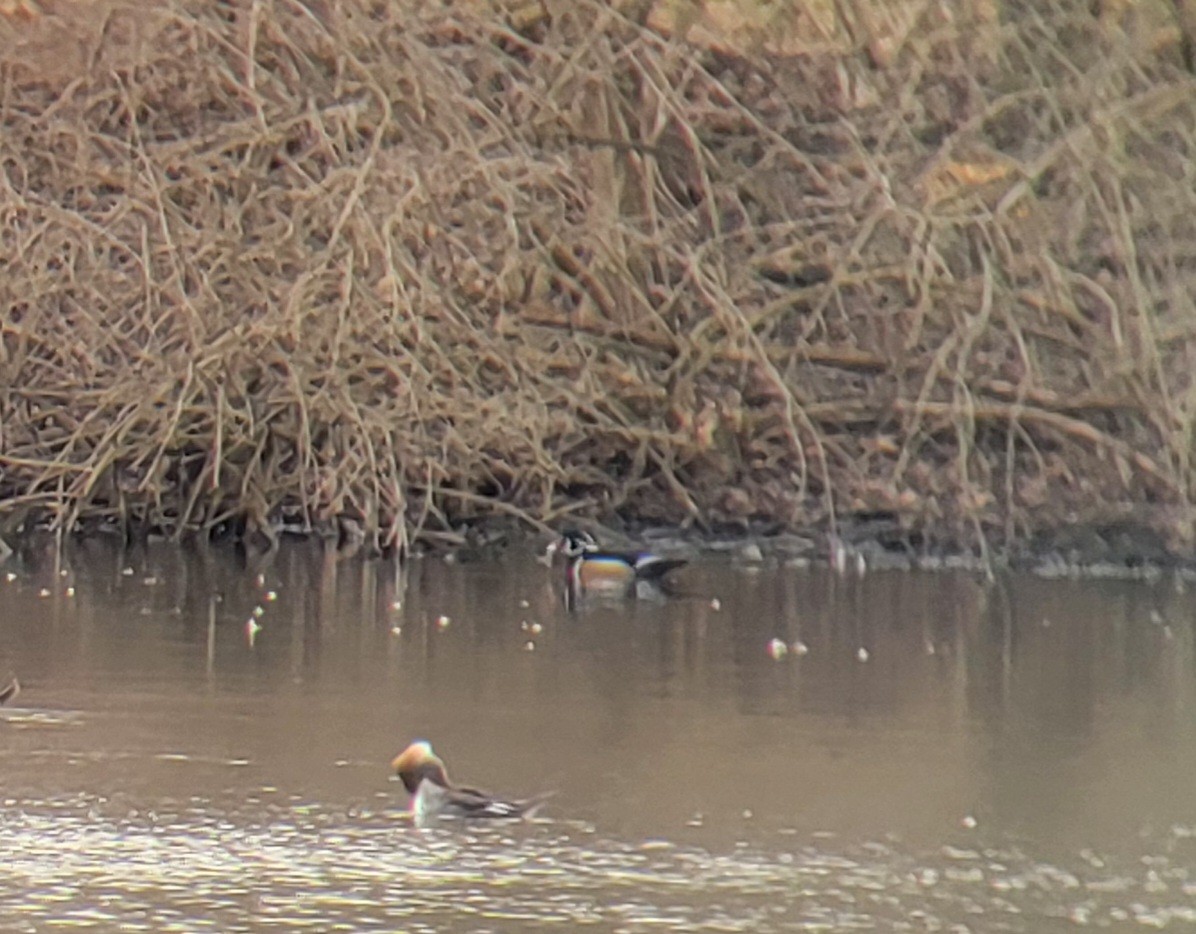 Wood Duck - ML614574101