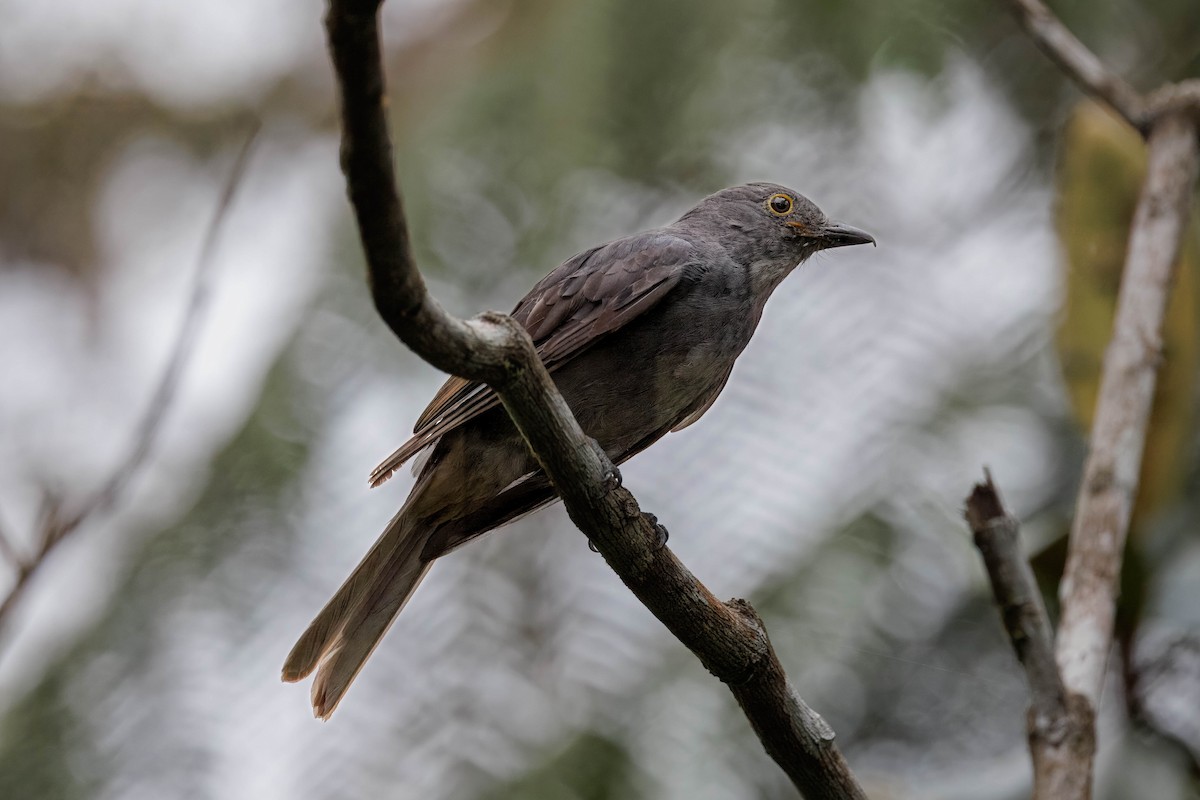 Chestnut-capped Piha - ML614574108