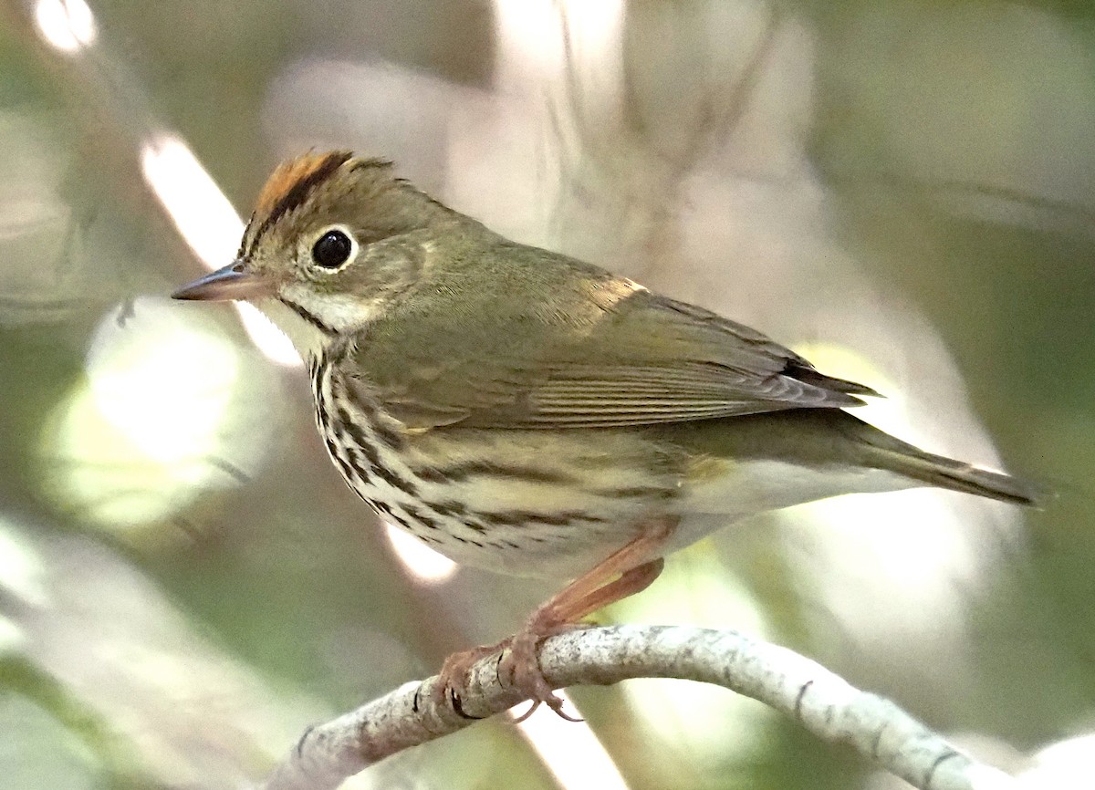 Ovenbird - Linda Rickerson