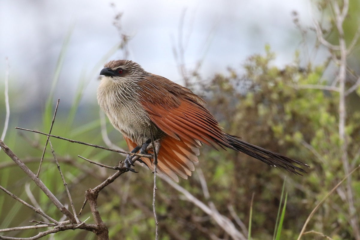 White-browed Coucal - Fikret Ataşalan