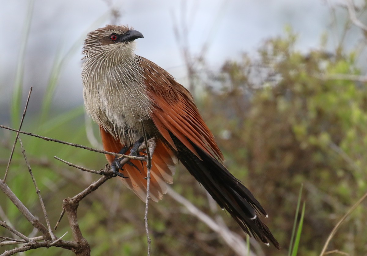 White-browed Coucal - Fikret Ataşalan