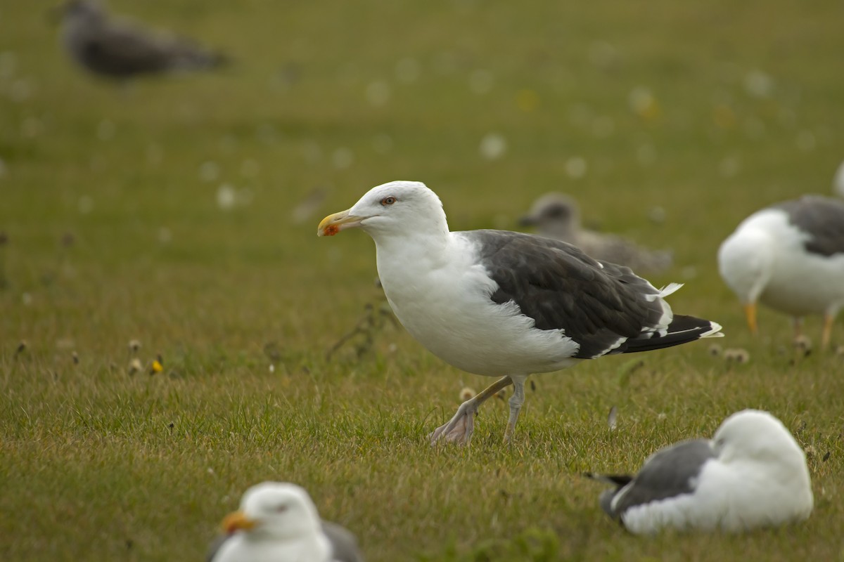 Great Black-backed Gull - Antonio Rodriguez-Sinovas
