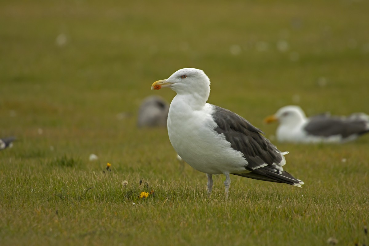 Great Black-backed Gull - Antonio Rodriguez-Sinovas