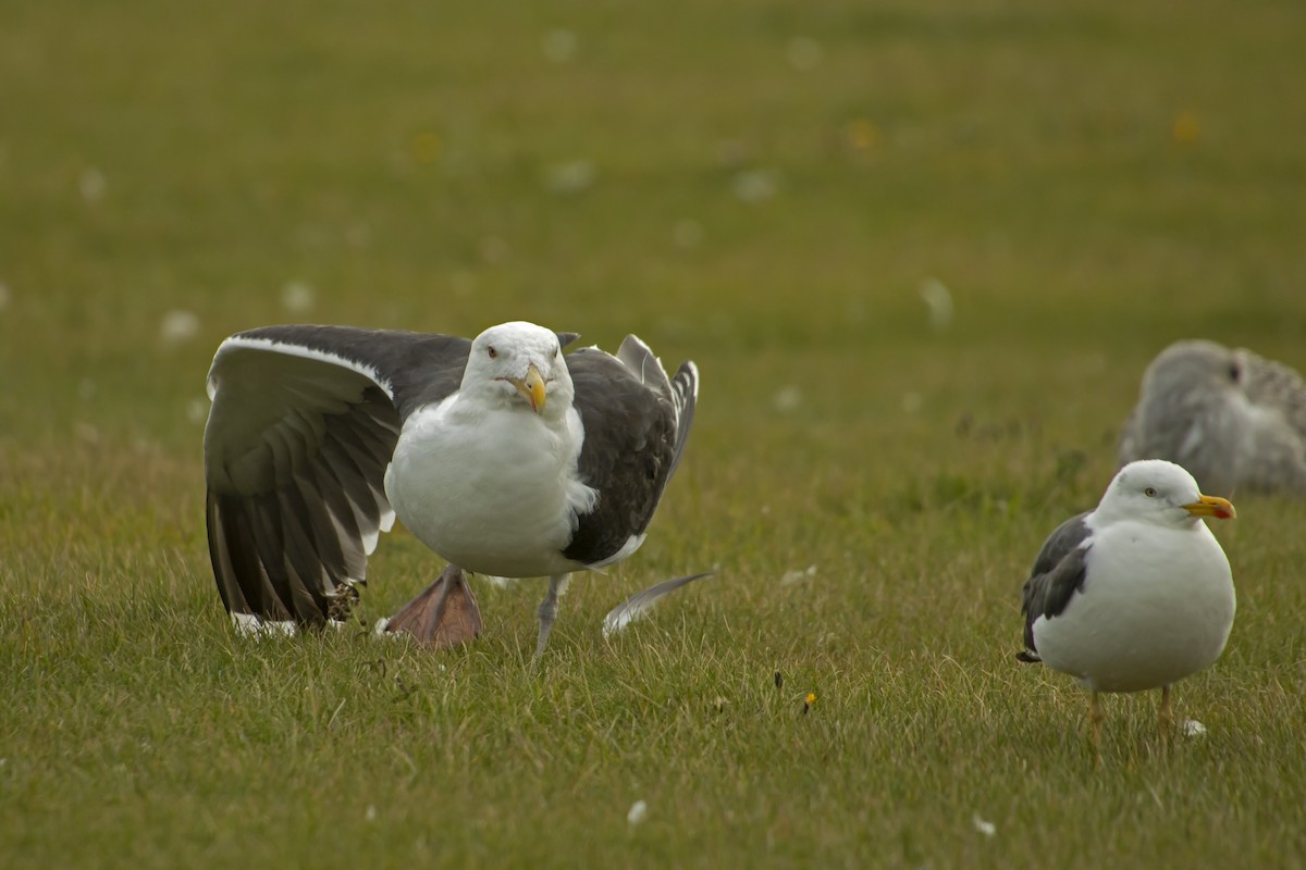 Great Black-backed Gull - Antonio Rodriguez-Sinovas