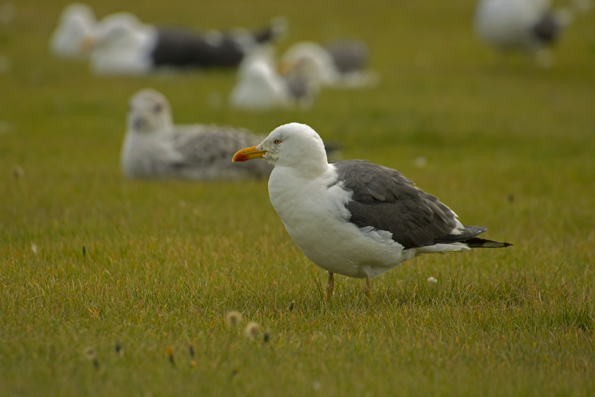 Lesser Black-backed Gull - Antonio Rodriguez-Sinovas