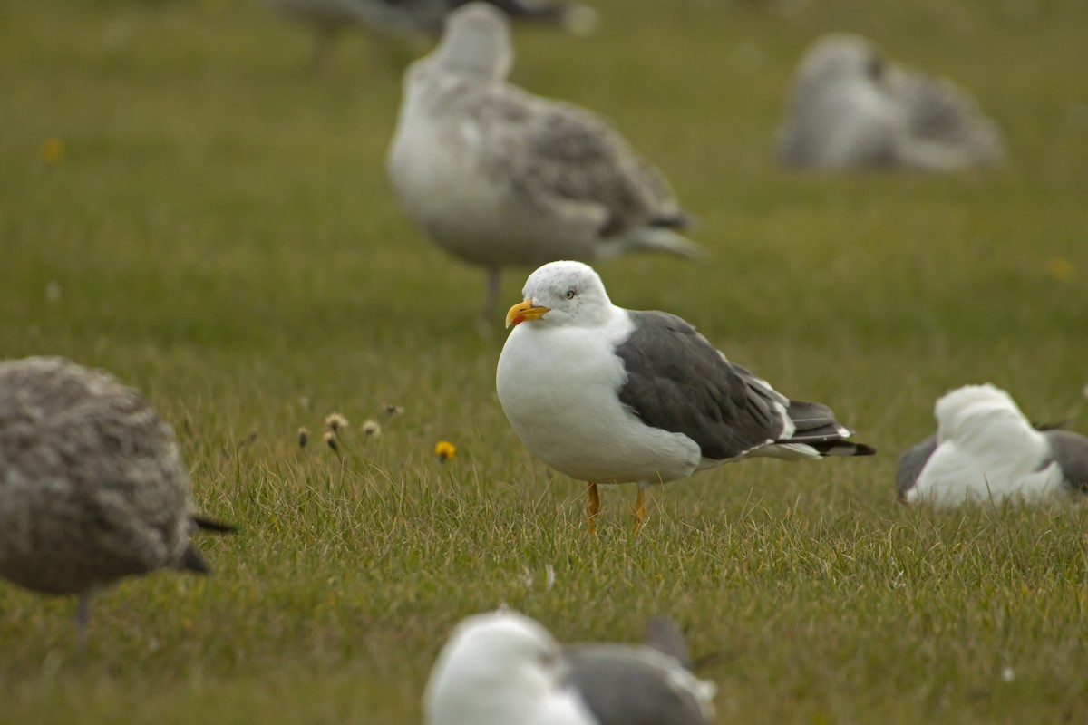 Lesser Black-backed Gull - Antonio Rodriguez-Sinovas