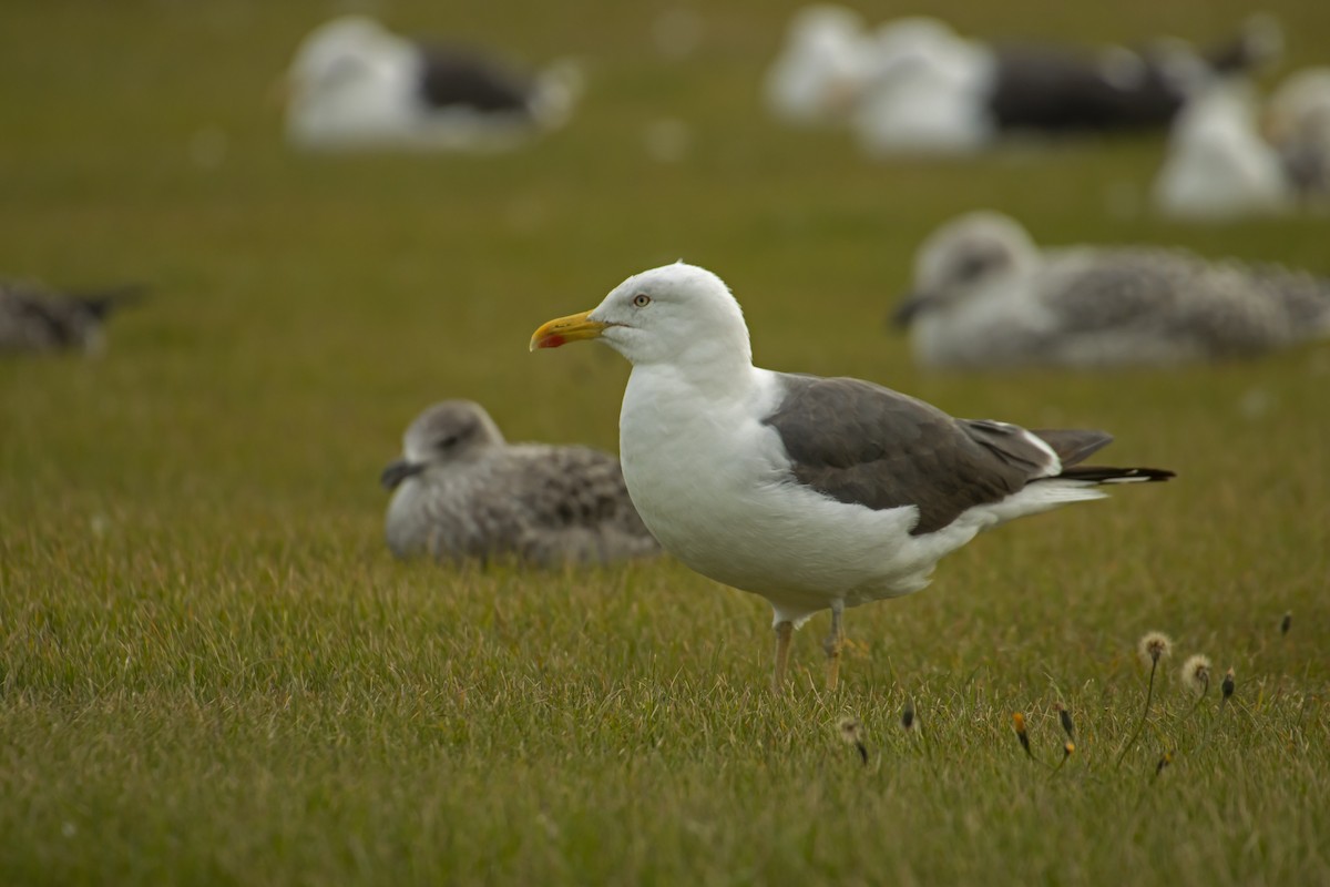 Lesser Black-backed Gull - Antonio Rodriguez-Sinovas