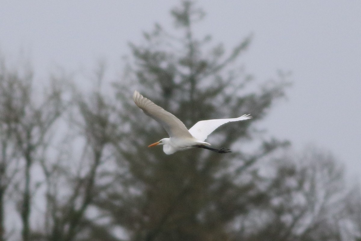 Great Egret - ML614574184