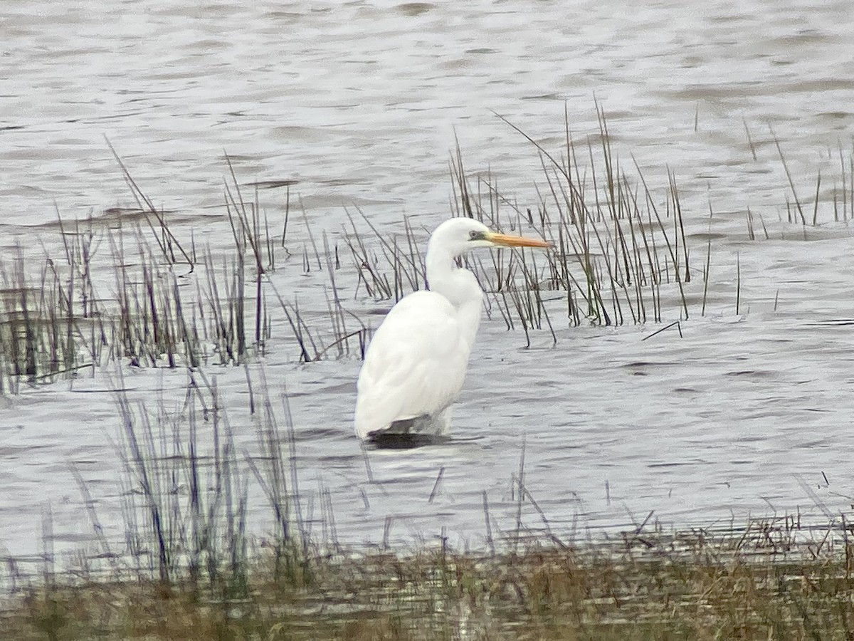 Great Egret - ML614574185