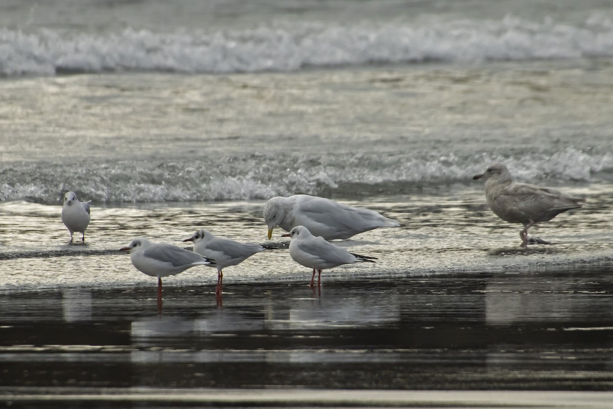 Glaucous Gull - Antonio Rodriguez-Sinovas