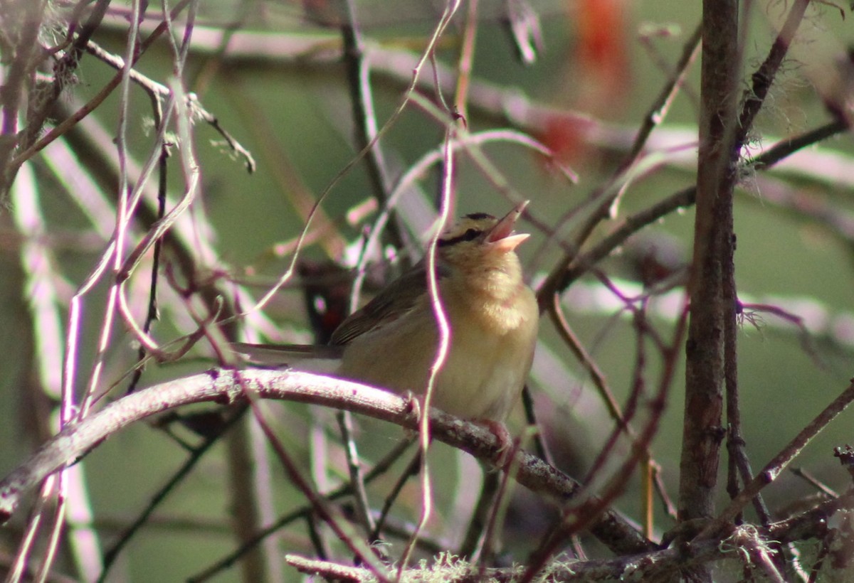 Worm-eating Warbler - ML614574425
