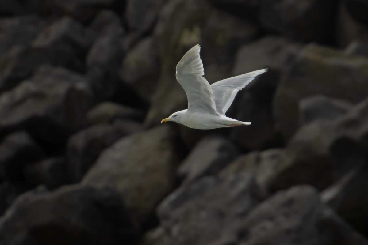 Iceland Gull - ML614574441