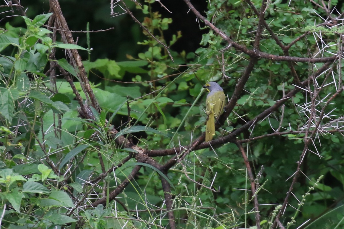 Sulphur-breasted Bushshrike - ML614574447