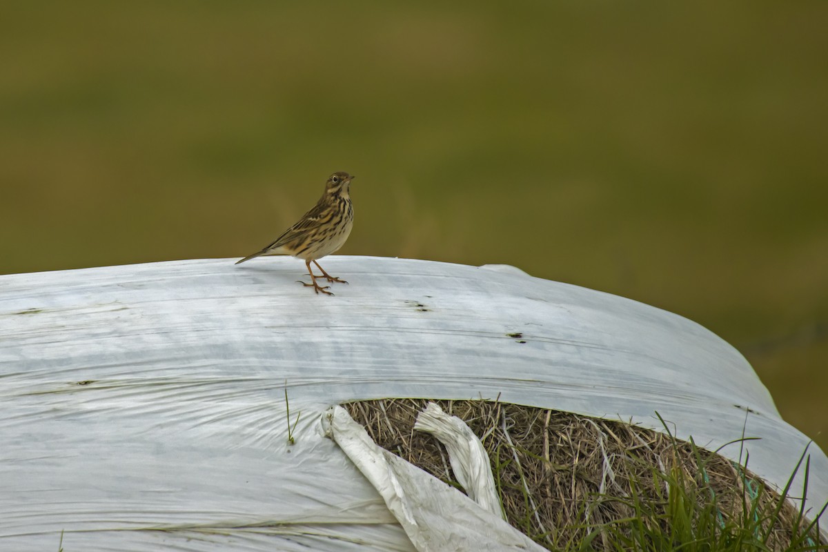 Meadow Pipit - Antonio Rodriguez-Sinovas