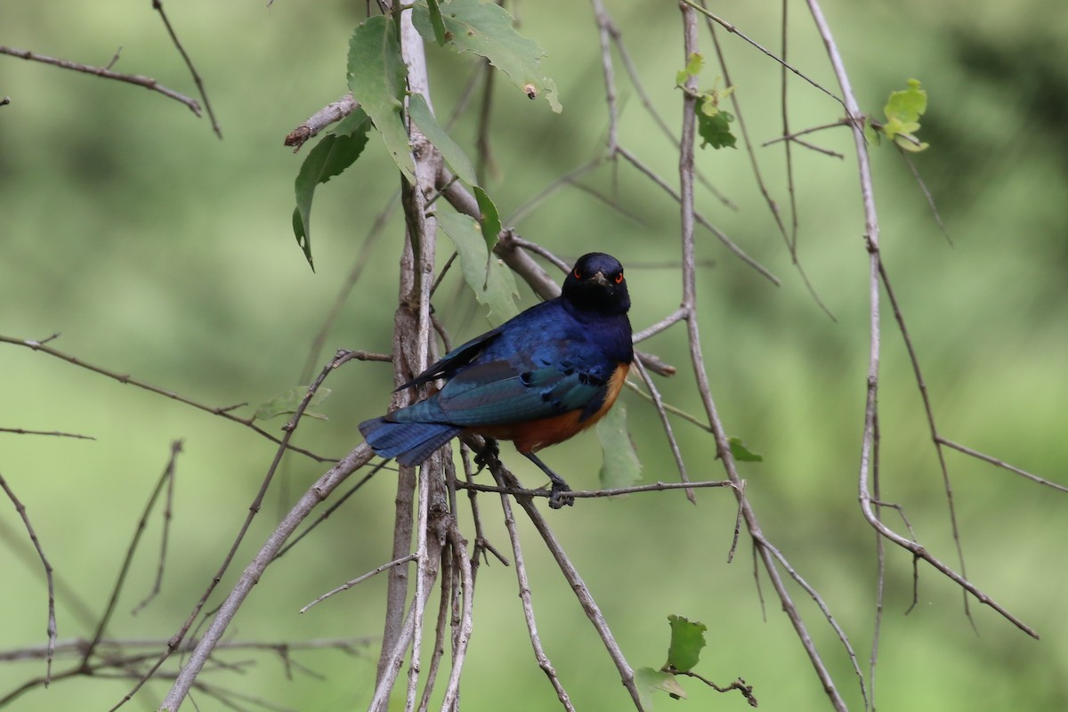 Hildebrandt's Starling - ML614574595