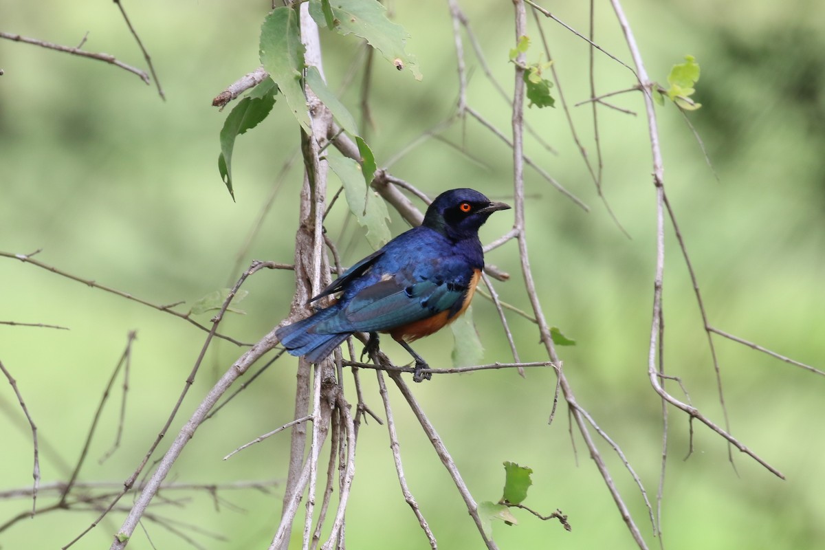 Hildebrandt's Starling - ML614574596