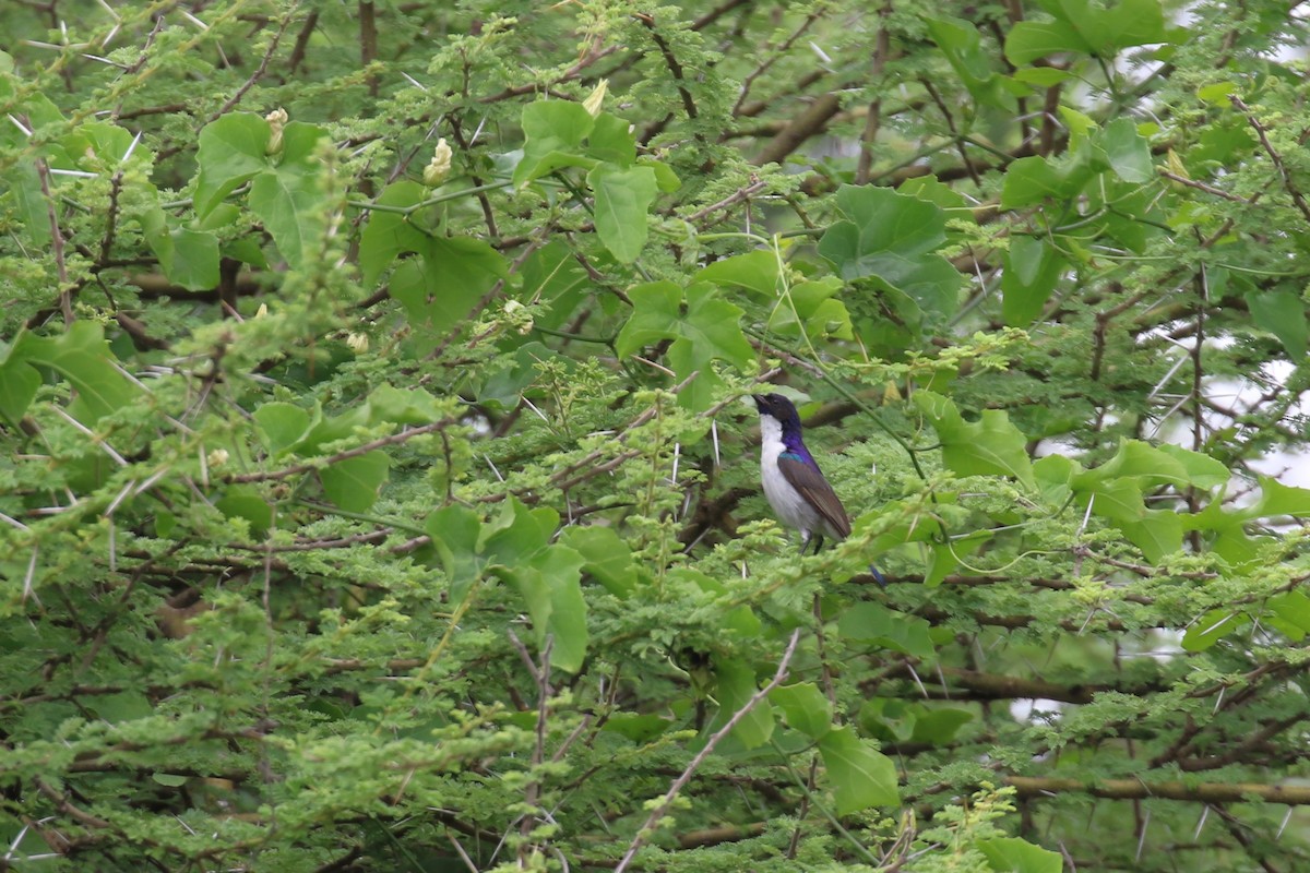 Eastern Violet-backed Sunbird - Fikret Ataşalan