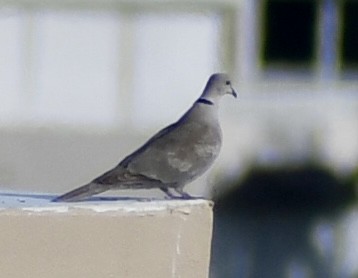 Eurasian Collared-Dove - ML614574660