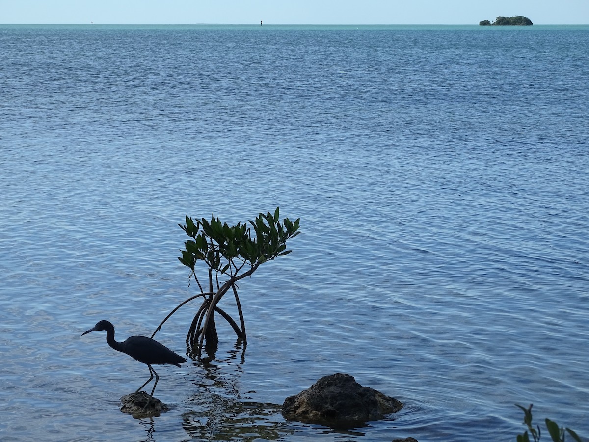 Little Blue Heron - ML614574671