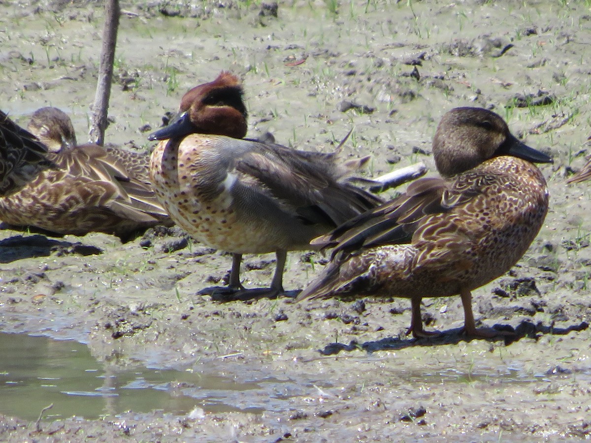 Green-winged Teal - ML614574687