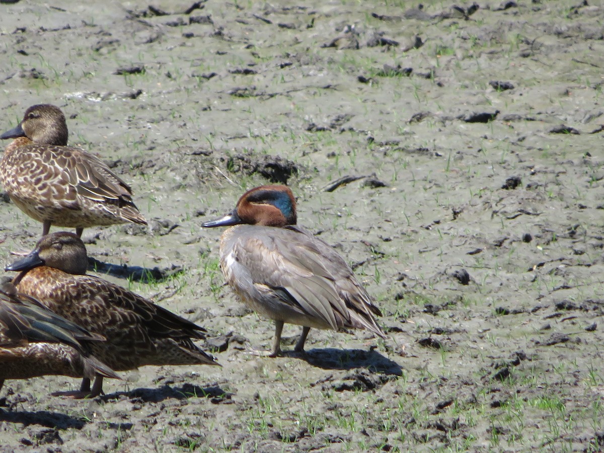 Green-winged Teal - ML614574688