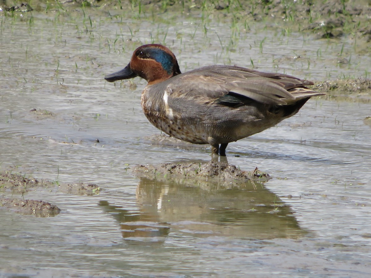 Green-winged Teal - ML614574689