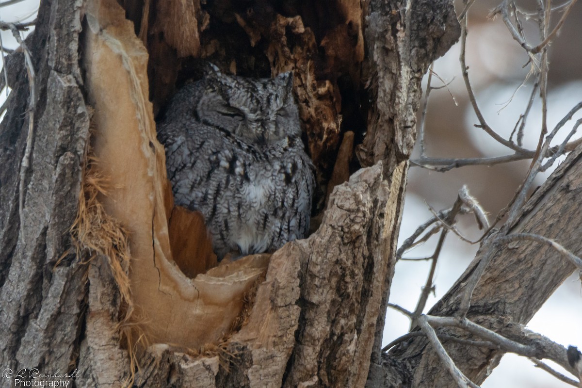 Western Screech-Owl - ML614574775