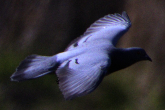 Rock Pigeon (Feral Pigeon) - ML614574779