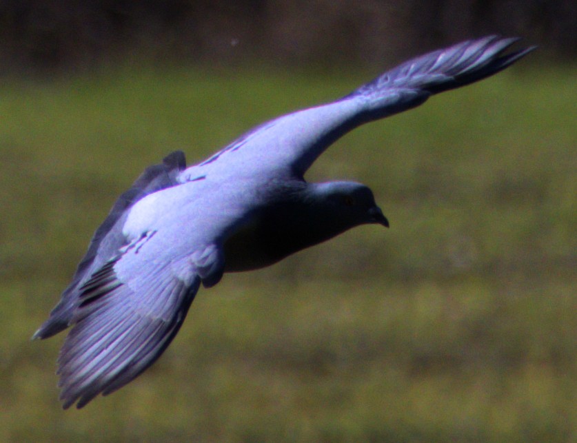 Pigeon biset (forme domestique) - ML614574781