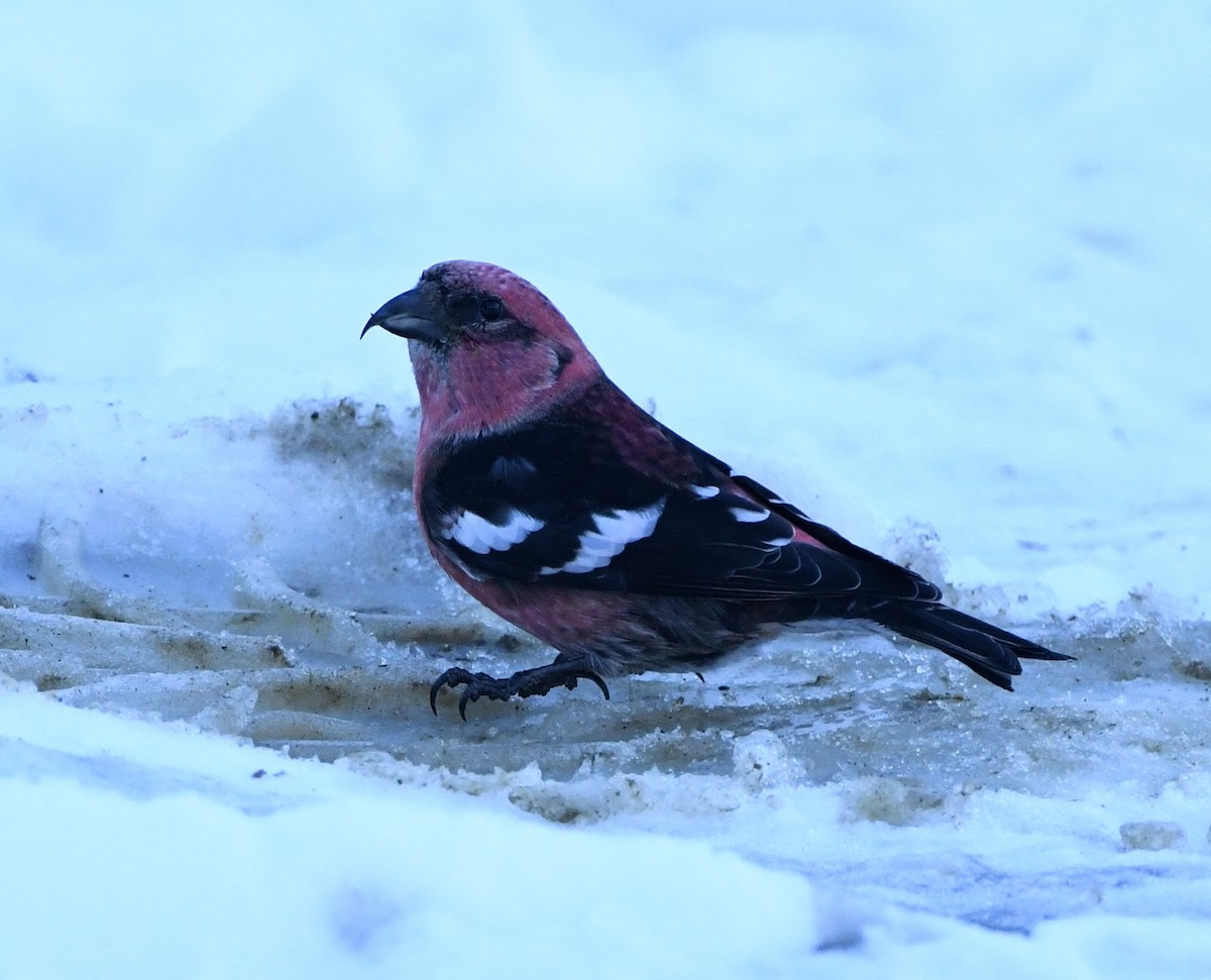 White-winged Crossbill - ML614574833