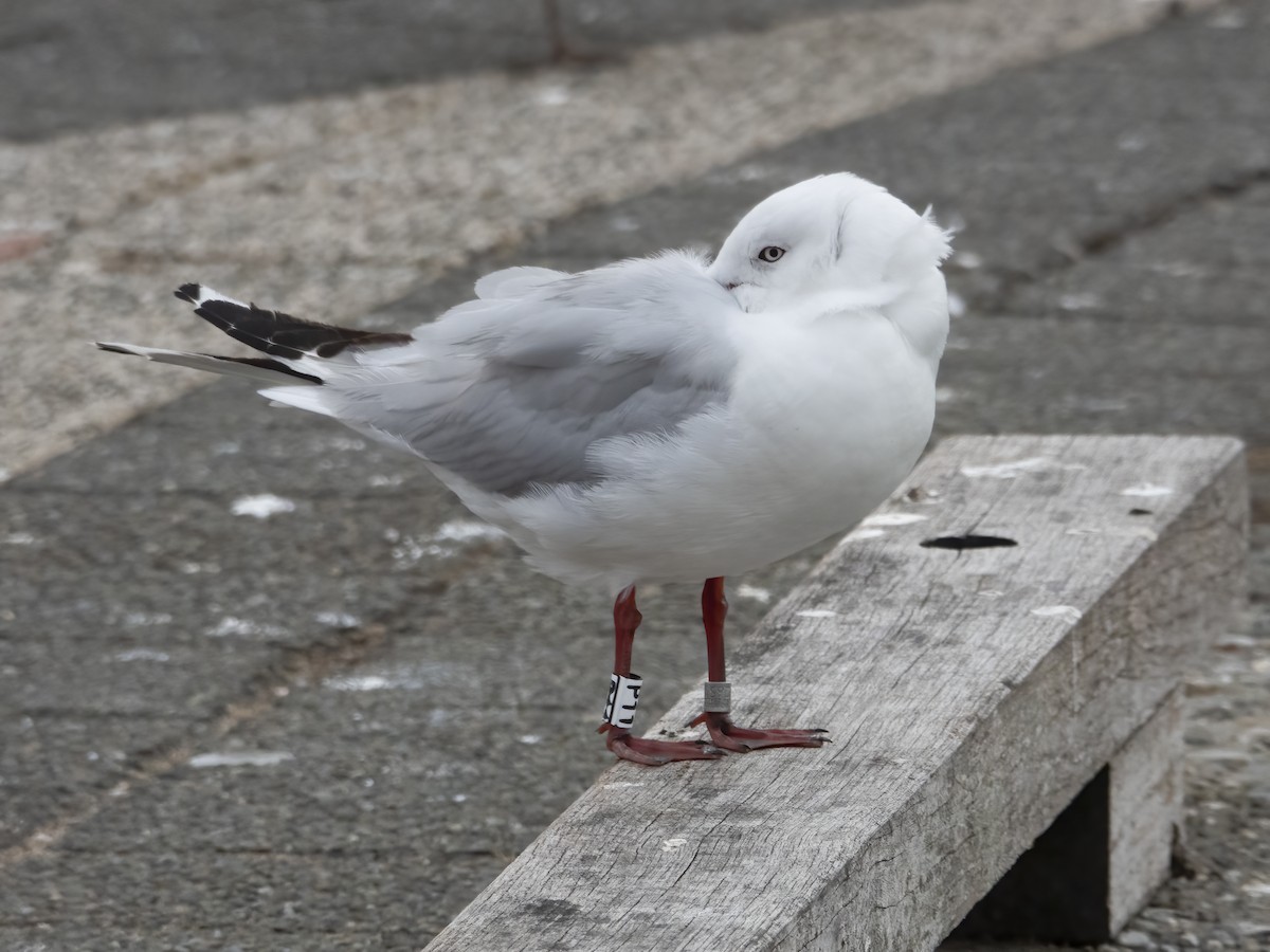 Black-billed Gull - Glenn Kincaid