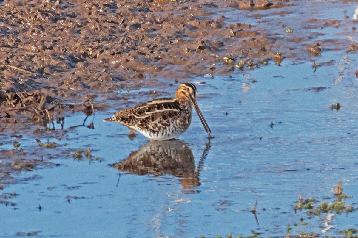 Wilson's Snipe - ML614574930