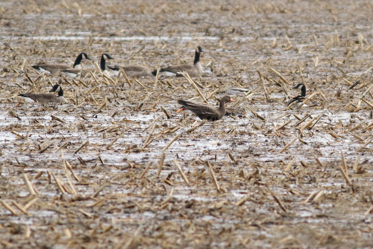 Greater White-fronted Goose - ML614574931