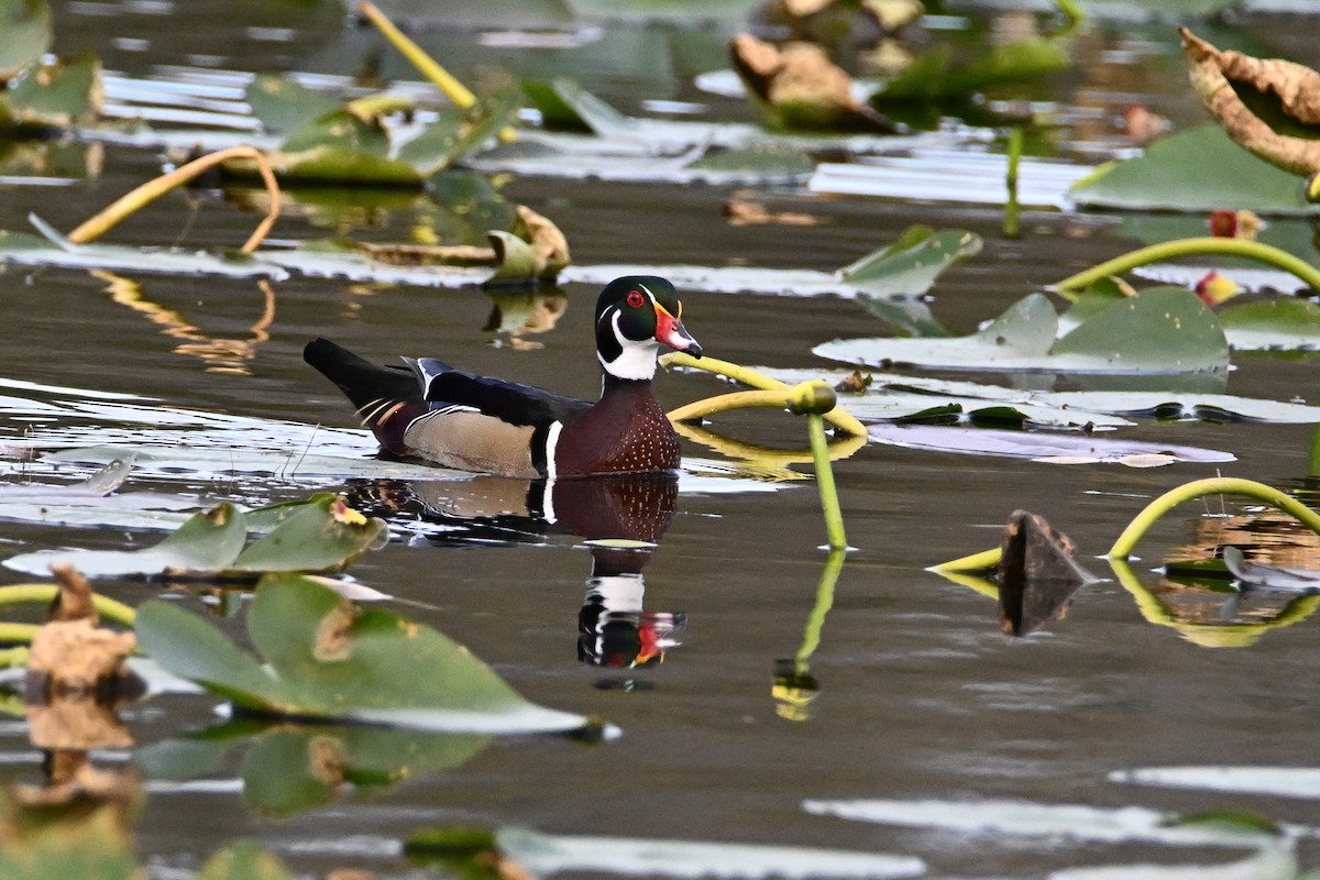 Wood Duck - ML614574942