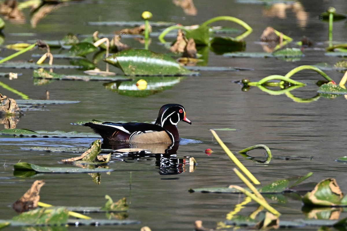 Wood Duck - ML614574943