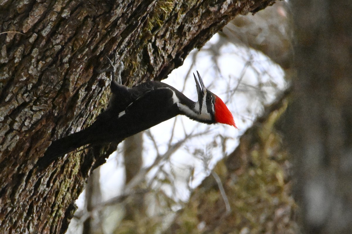 Pileated Woodpecker - ML614574977