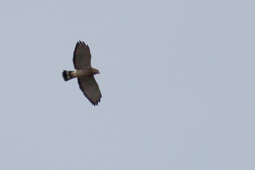 Broad-winged Hawk - Louis Shackleton