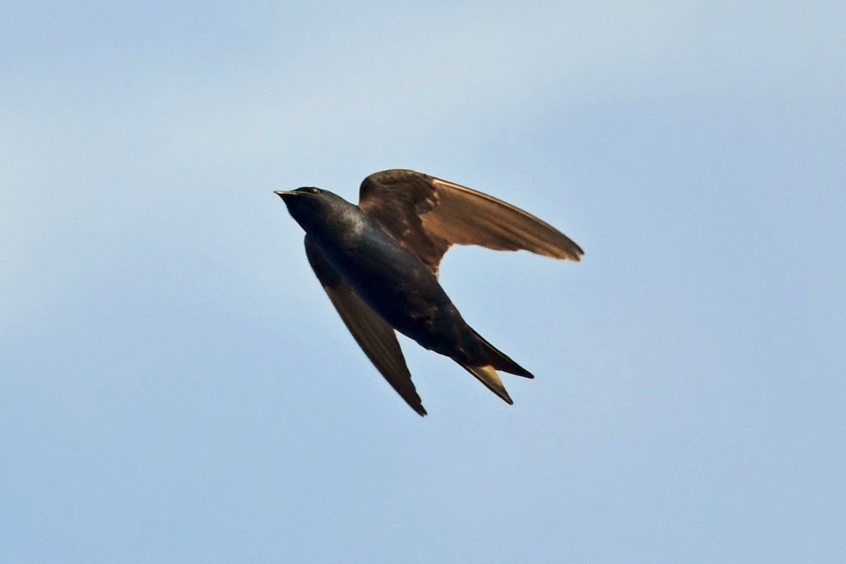 Purple Martin - ML614575158