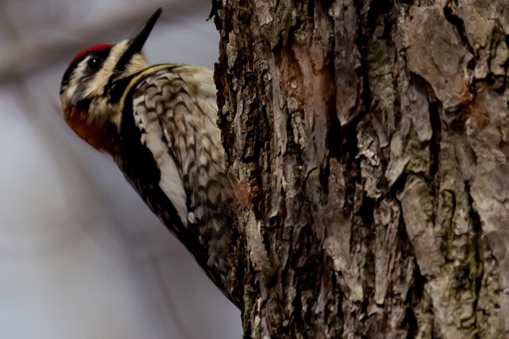 Yellow-bellied Sapsucker - Louis Shackleton