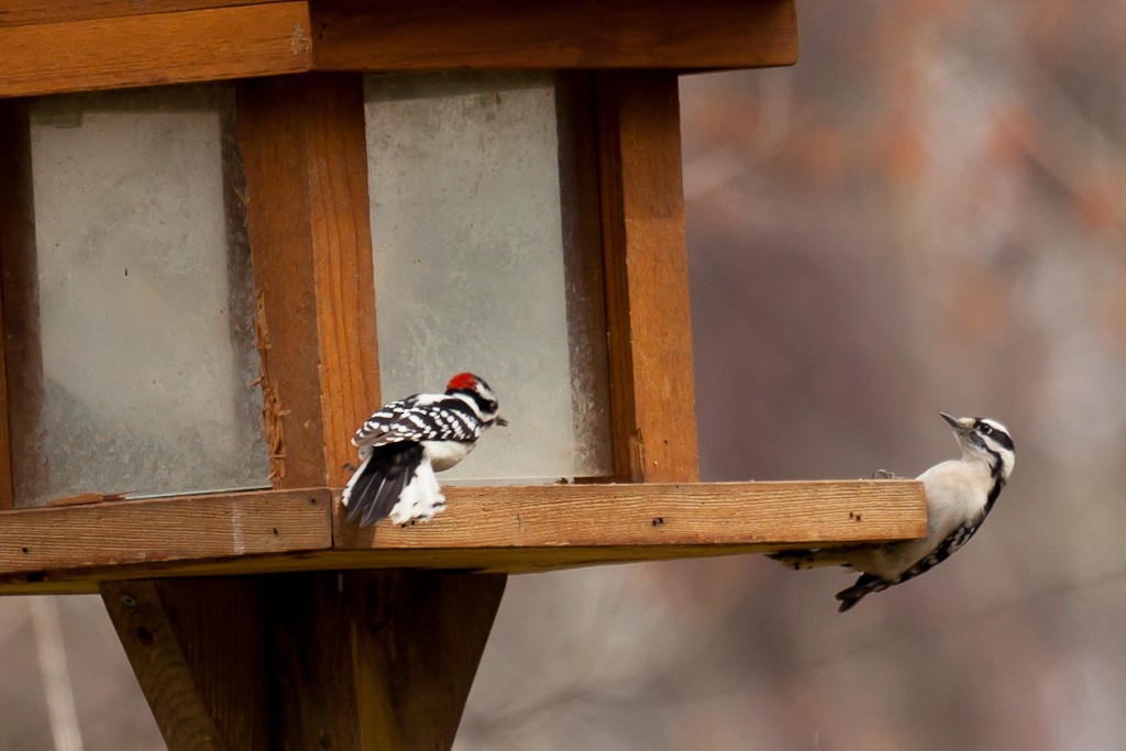 Downy Woodpecker - ML614575202