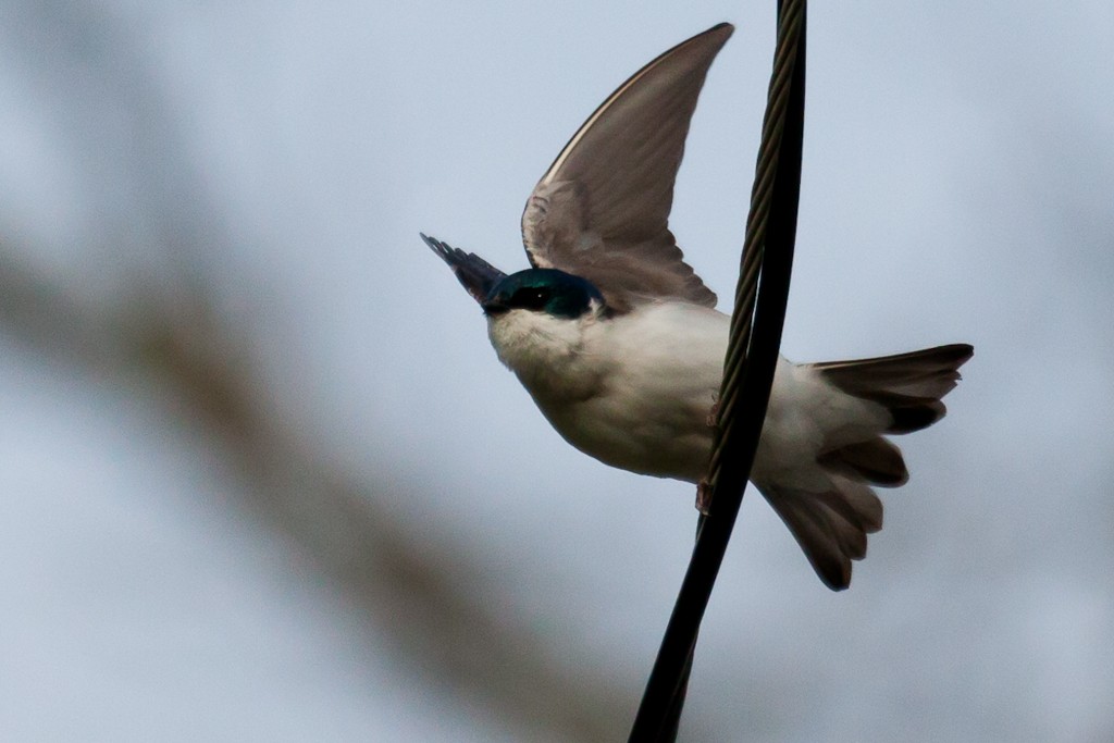 Tree Swallow - Louis Shackleton